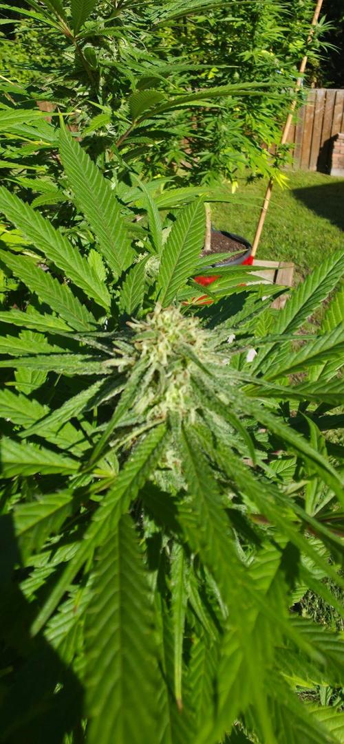 Bubba kush barneys + herbies freebies. Week 20