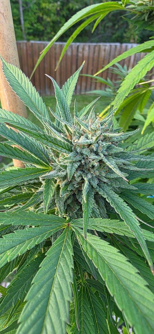Bubba kush barneys + herbies freebies. Week 20