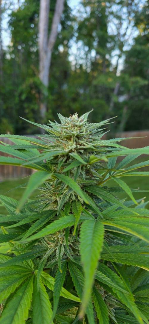 Bubba kush barneys + herbies freebies. Week 20
