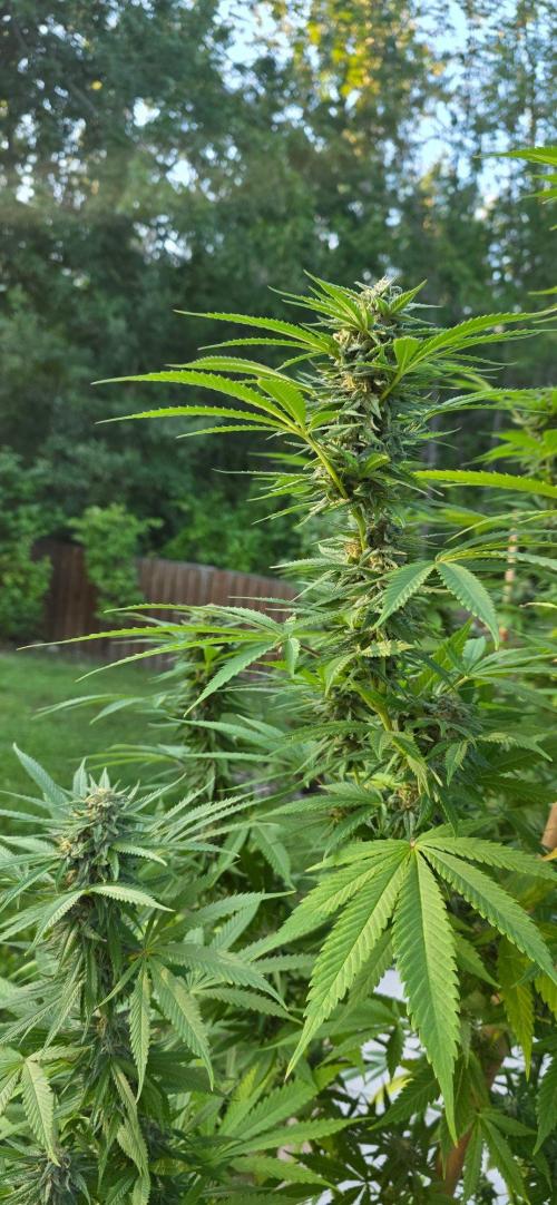 Bubba kush barneys + herbies freebies. Week 20