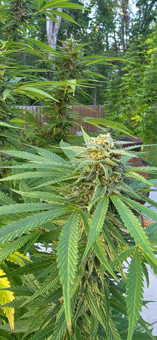 Bubba kush barneys + herbies freebies. Week 20