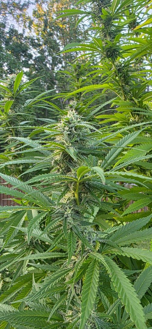 Bubba kush barneys + herbies freebies. Week 20