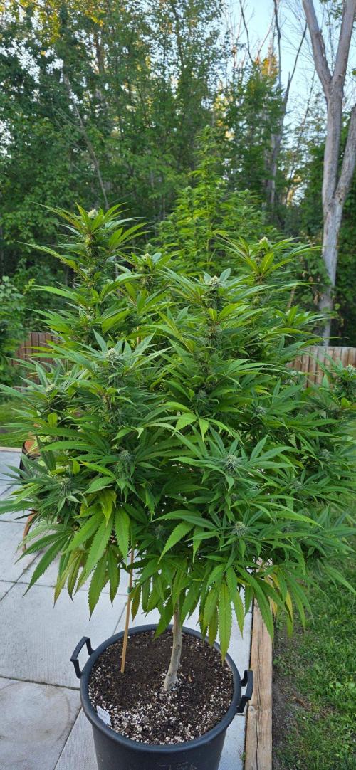 Organic Vegetable & Herb Mix. Week 20