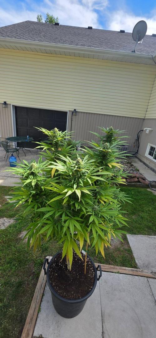 Bubba kush barneys + herbies freebies. Week 21 - Zombie punch