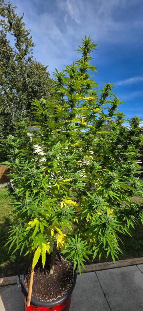 Bubba kush barneys + herbies freebies. Week 21 - Bubba kush