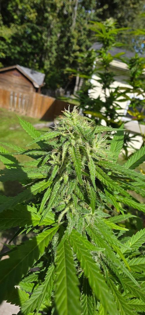 Bubba kush barneys + herbies freebies. Week 21