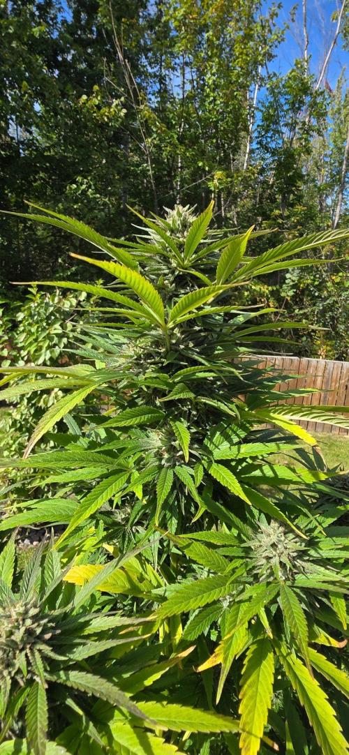 Bubba kush barneys + herbies freebies. Week 21