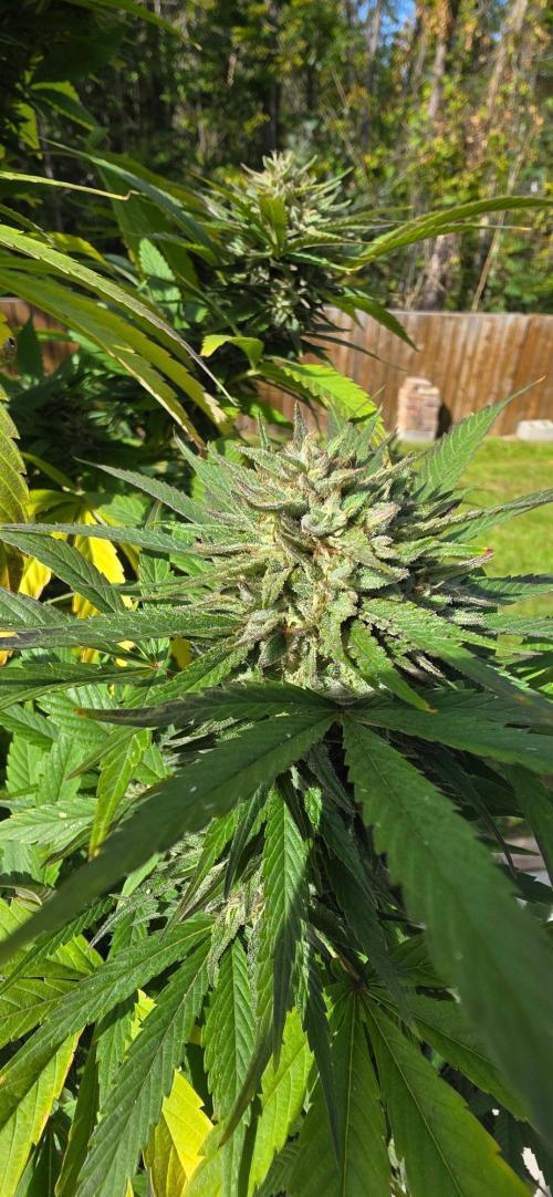 Bubba kush barneys + herbies freebies. Week 21 - Peanut butter breath