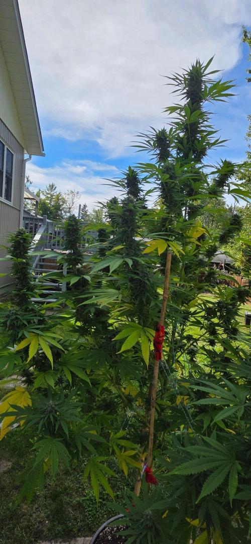 Bubba kush barneys + herbies freebies. Week 21 - Bubba kush