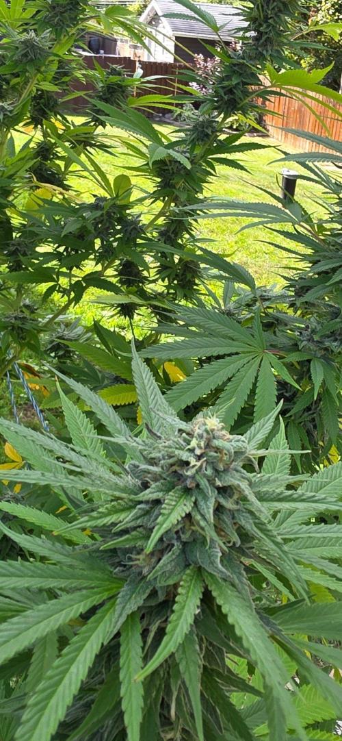 Bubba kush barneys + herbies freebies. Week 21