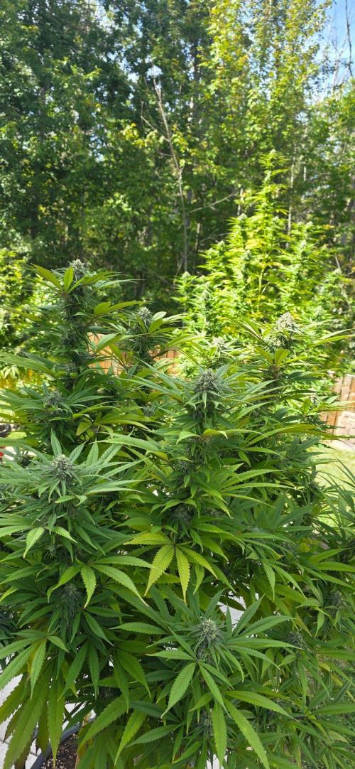 Bubba kush barneys + herbies freebies. Week 21