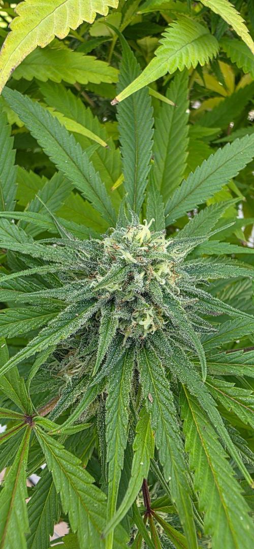 Bubba kush barneys + herbies freebies. Week 21