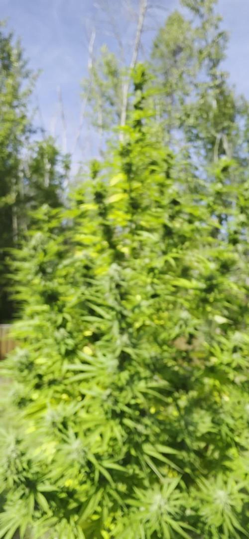 Bubba kush barneys + herbies freebies