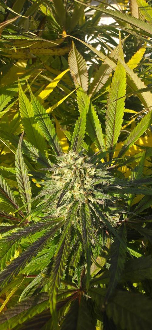 Organic Vegetable & Herb Mix. Week 22