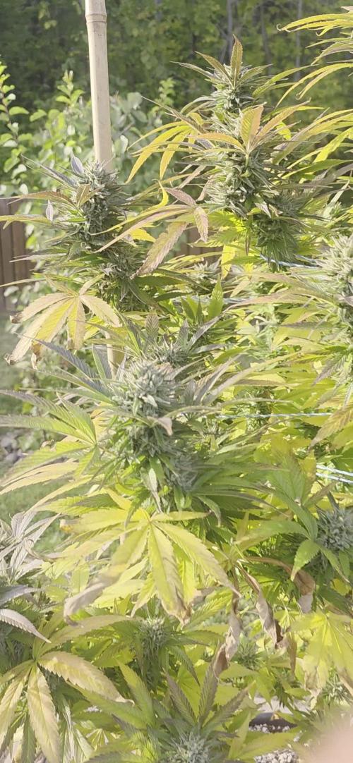 Bubba kush barneys + herbies freebies