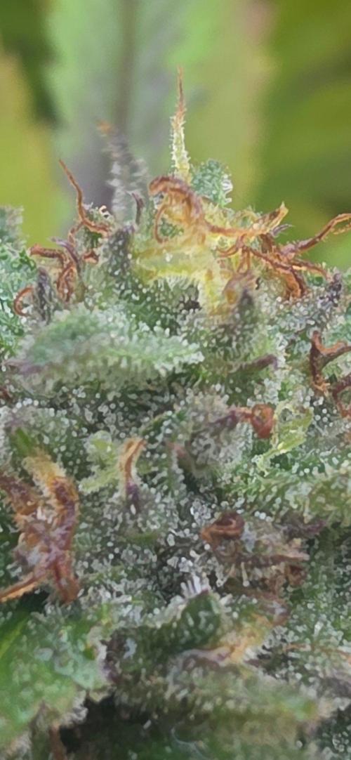 Organic Vegetable & Herb Mix. Week 22