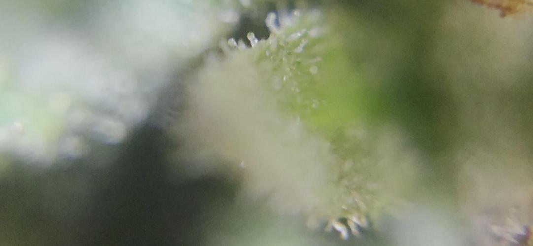 Bubba kush barneys + herbies freebies