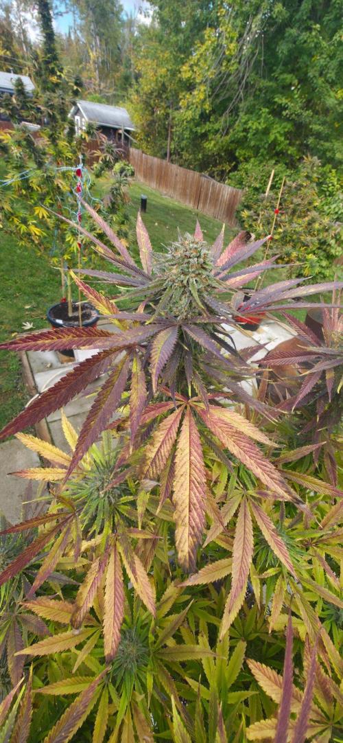 Bubba kush barneys + herbies freebies. Week 24 - Zombie Punch
