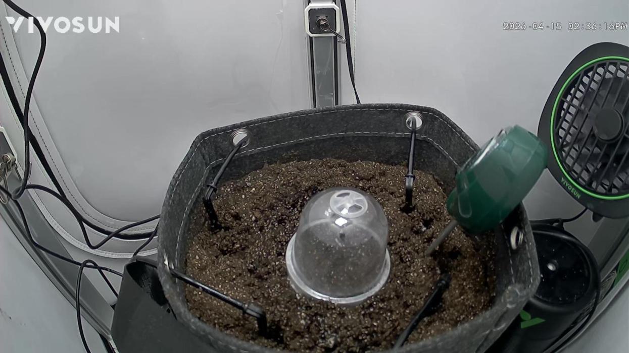 Greybeards ganja. Week 0 - Tiny taproot just popped 