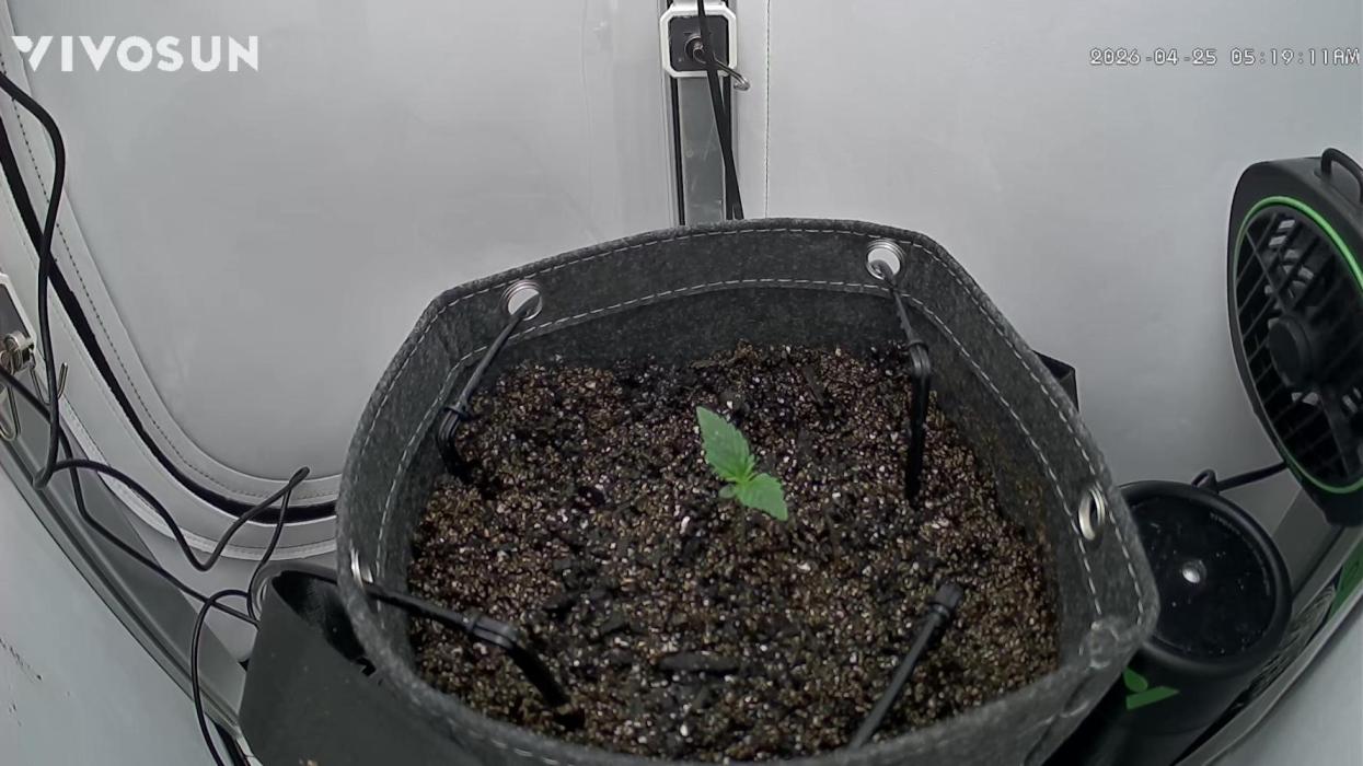 Greybeards ganja. Week 1 - It begins 