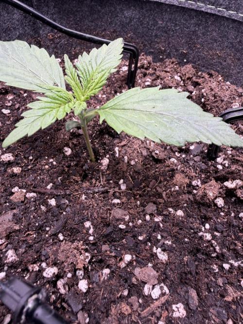 Amnesia Z Auto. Week 2