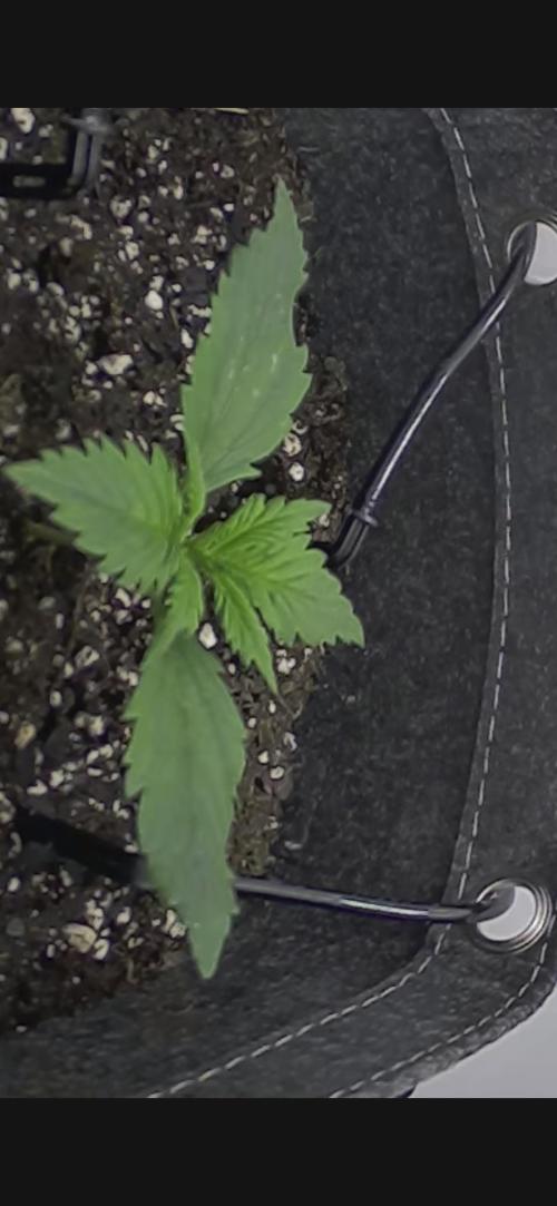 Greybeards ganja. Week 2