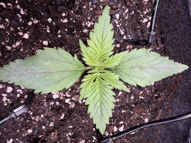 Amnesia Z Auto. Week 2