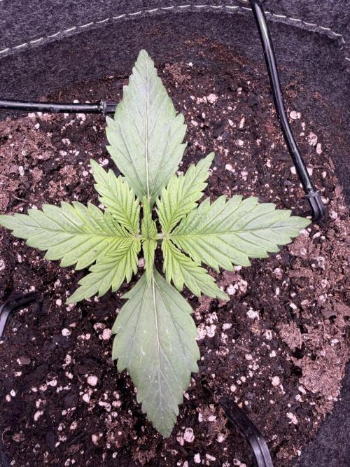 Greybeards ganja. Week 2