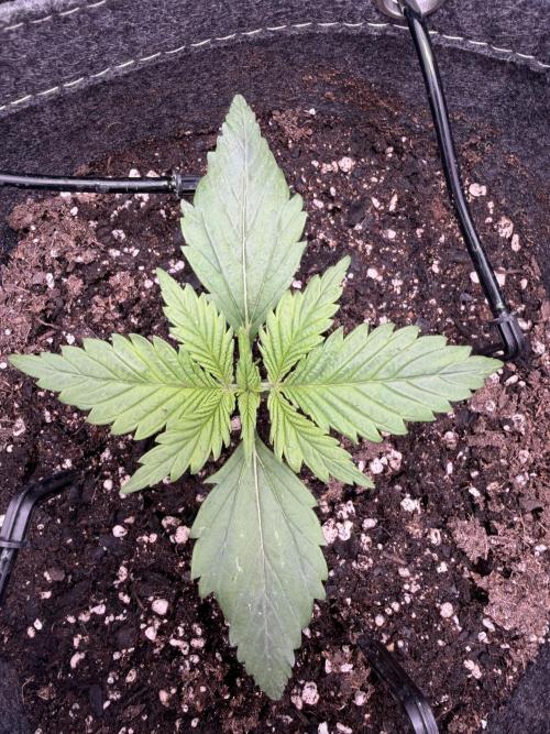 Amnesia Z Auto. Week 2