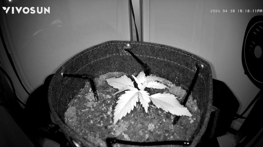 Amnesia Z Auto. Week 2