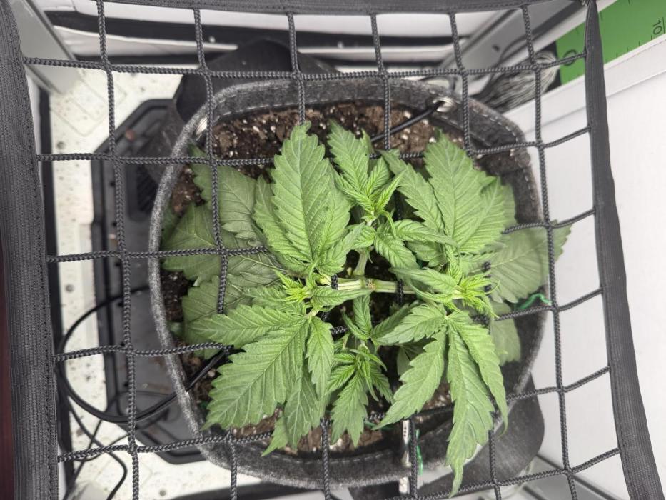 Greybeards ganja. Week 3