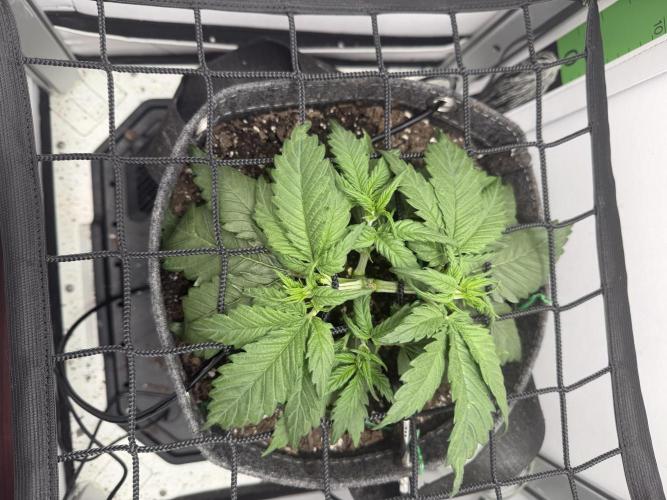 Amnesia Z Auto. Week 3