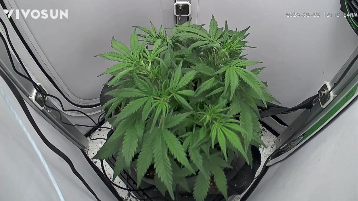 Greybeards ganja. Week 4 - Poof