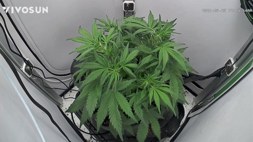 Amnesia Z Auto. Week 4