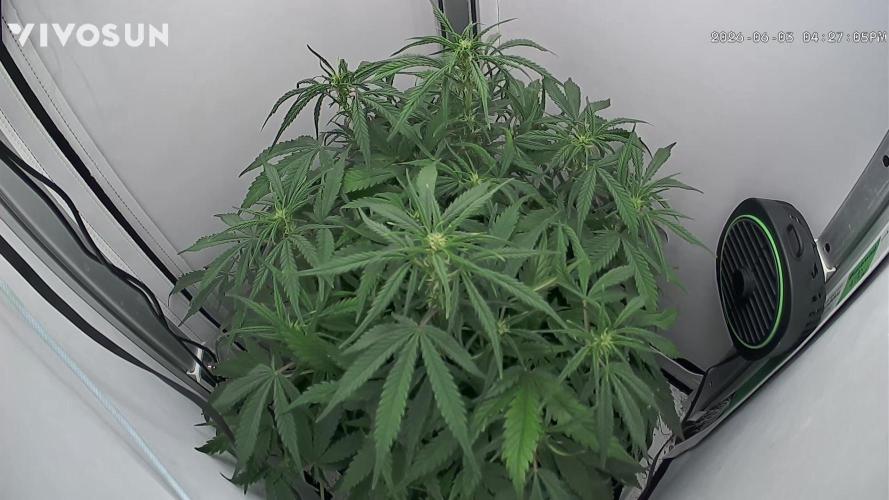 Greybeards ganja. Week 5 - Smells great
