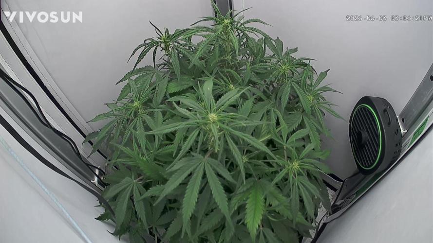 Amnesia Z Auto. Week 5