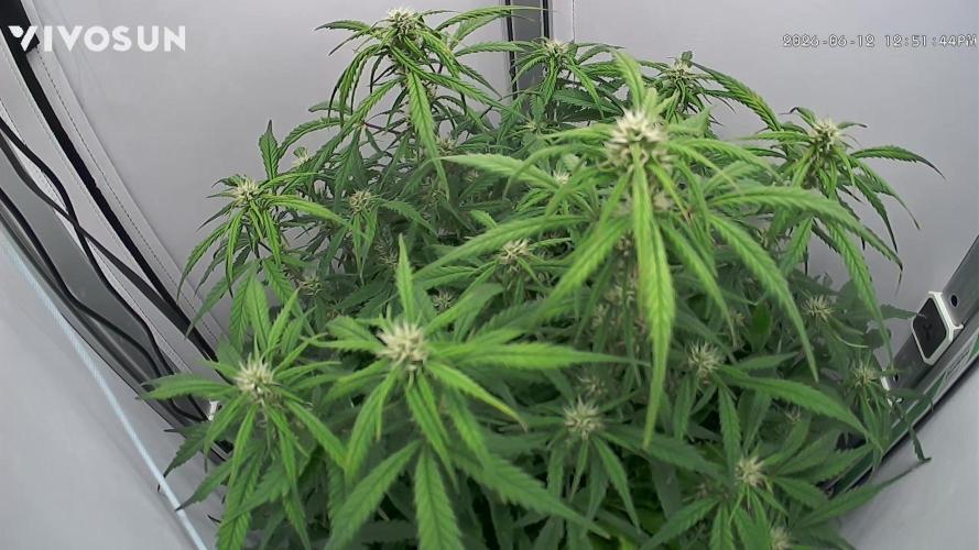 Greybeards ganja. Week 6 - Looking good