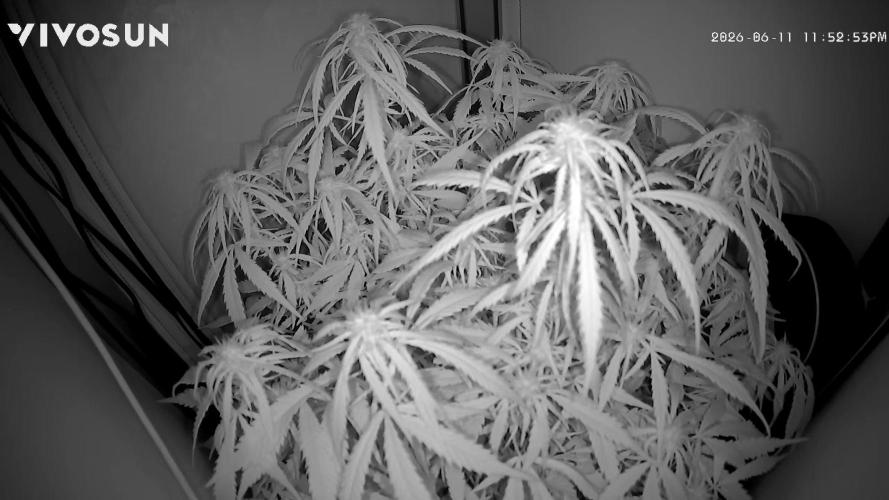 Greybeards ganja. Week 6