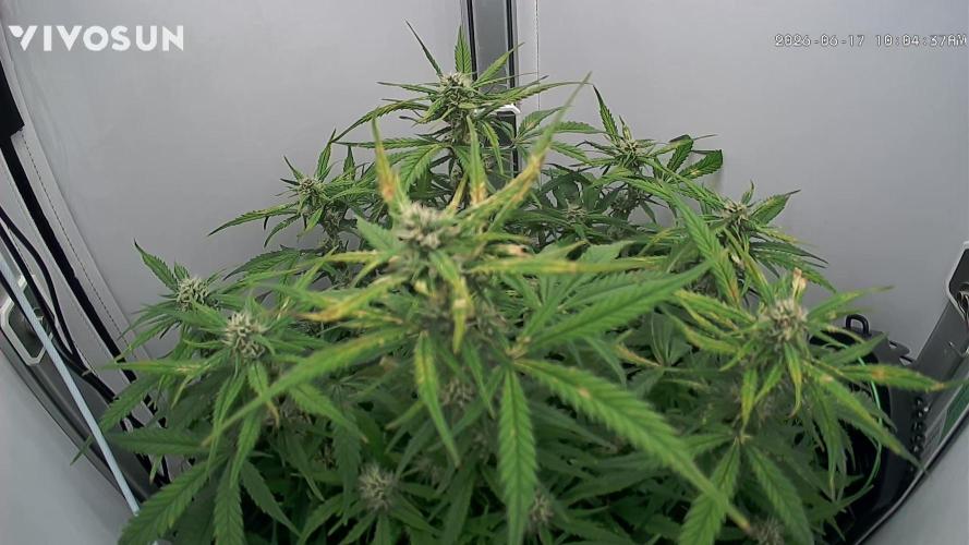 Amnesia Z Auto. Week 7