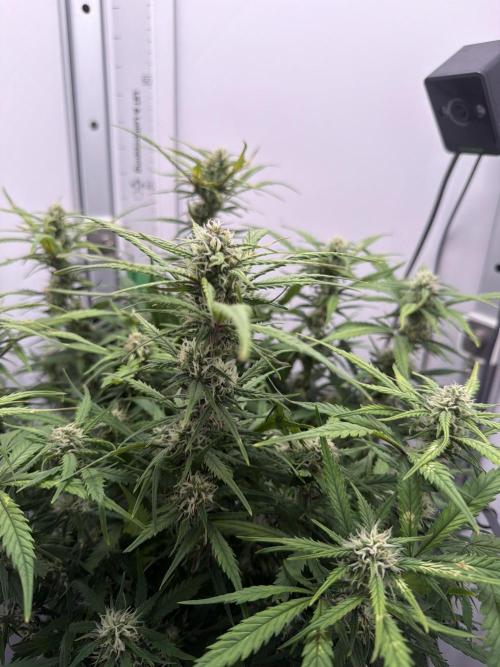 Greybeards ganja. Week 7