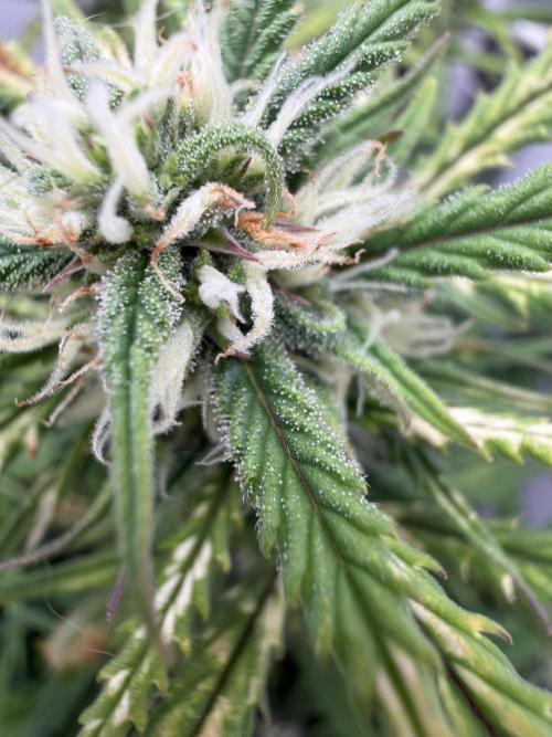 Greybeards ganja. Week 7