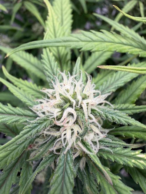 Amnesia Z Auto. Week 7
