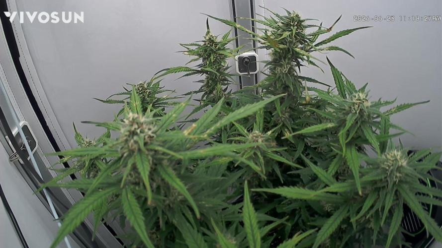 Greybeards ganja. Week 7