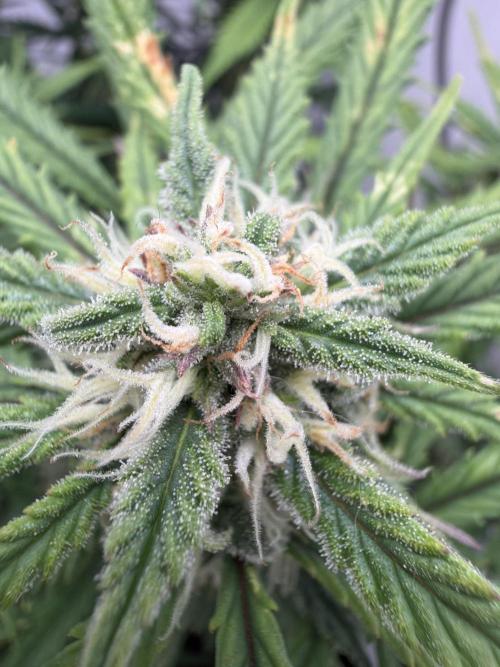 Amnesia Z Auto. Week 7