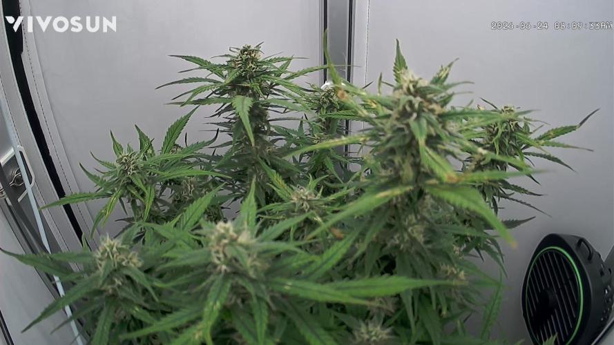 Amnesia Z Auto. Week 8