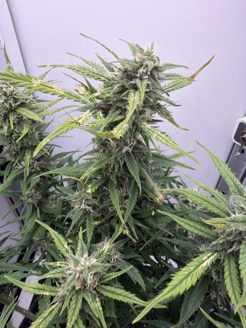 Greybeards ganja. Week 8