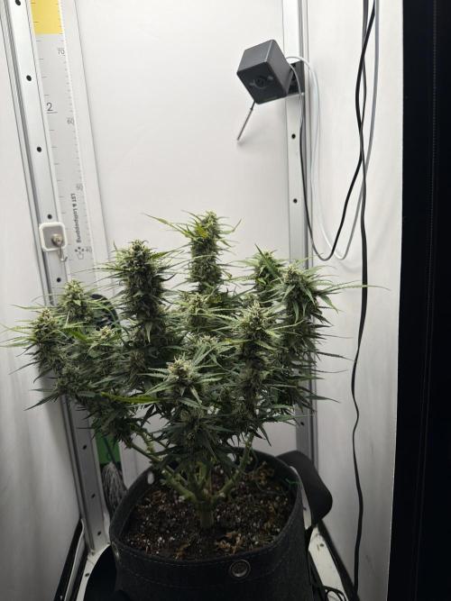 Amnesia Z Auto. Week 8