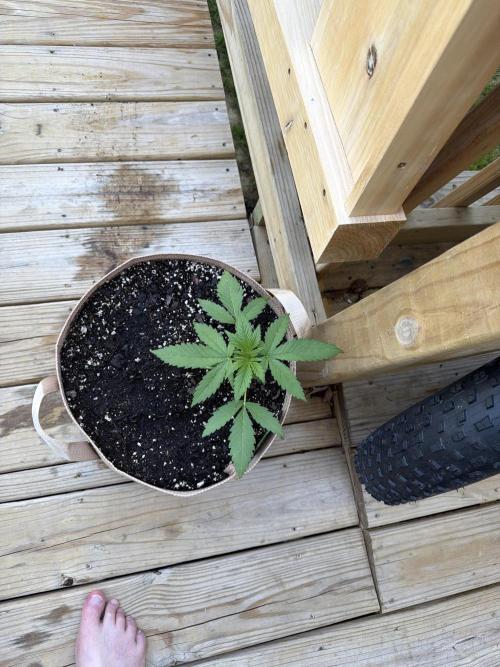 Tropicana Cookies Auto. Week 2