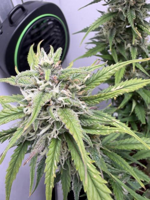 Greybeards ganja. Week 9