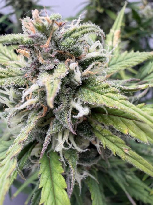 Greybeards ganja. Week 9
